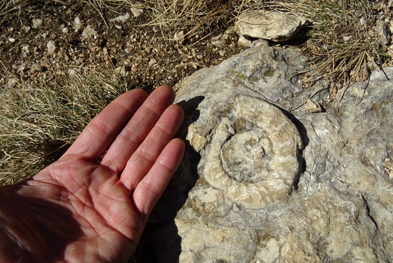 Ammonite.......da determinare